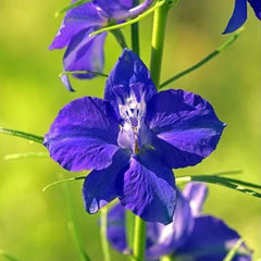 Deer Resistant Seed Mix
