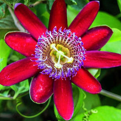 Passionfruit MixSeeds Flowers Easy to Grow Planting for Outdoor Indoor Home Bonsai