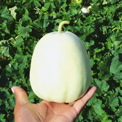 Bai Mibao Taiwan Melon Seeds White Thin-Wall Muskmelon