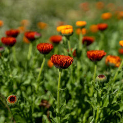 Neon Calendula