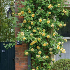 Mix Climbing Rose Seeds for Planting Outdoors Ornamental Climbing Flowers