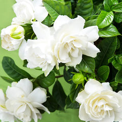 Big Leaf Gardenia Seeds