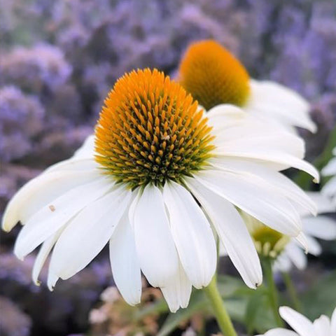White Swan Coneflower Seeds - Hardy Perennial Pollinator Flower