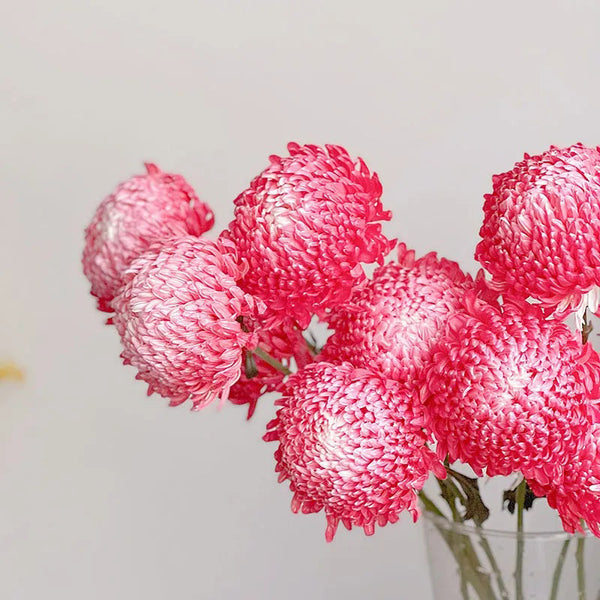 Rare Gradient Red Peony Chrysanthemum Seeds