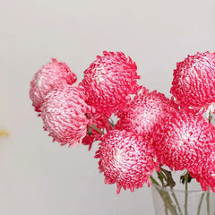 Rare Gradient Red Peony Chrysanthemum Seeds
