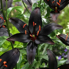 Black Lily: A Proud Black Flower