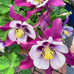 Columbine, Early Bird Purple & White
