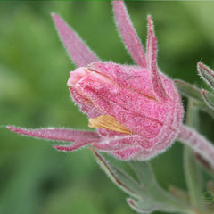 Prairie Smoke Flower Seeds