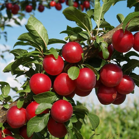 American Red Plum Tree Seeds for Planting Great Home Garden Gift