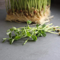 Dun Pea Seeds: Peas Sprouting Seeds for Vegetable Gardening, Cover Crop, Microgreen Pea Shoots
