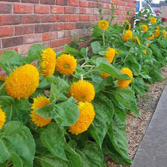 Sunflower Seeds for Planting Teddy Bear Sunflower Seeds to Plant in Home Gardens