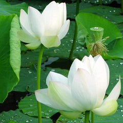 Lotus Root Seeds Edible Plant Fruit Seed,Grow Beautiful Lotus Flowers and Roots for Home Garden,Organic Healthy Vegetable Seed