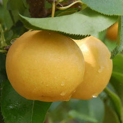 Pear Seeds Yellow Chinese Pear Tree Bonsai Seeds Sweet Delicious Exotic Fruit Seeds