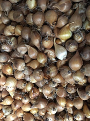 Discovery Dutch Iris Bulbs Iris Species Growing Bonsai Bulbs Roots Rhizomes Corms Tubers Potted Planting Reblooming Fragrant Garden Flower Seeds Plant