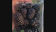 Sweet Giant Blackberry