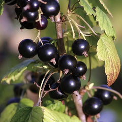 Multicolor Gooseberry Seeds