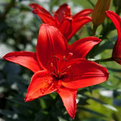 Oriental Perfume Lily Seeds