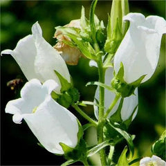 Chimes Flowers Seeds