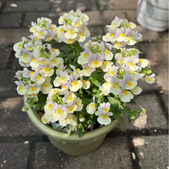 🌼Nemesia - Sincere Love