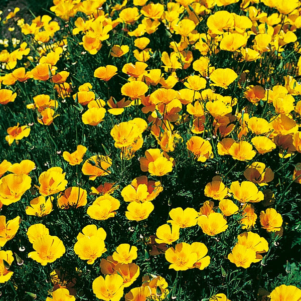 California Poppy, Extra Golden Seeds, 800mg