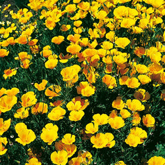 California Poppy, Extra Golden Seeds, 800mg