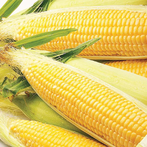 Sweet Corn, Early Sunglow Hybrid Seeds, 17.5g
