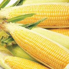 Sweet Corn, Early Sunglow Hybrid Seeds, 17.5g