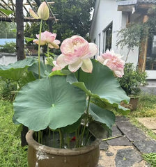 15 Pcs Mixed Bonsai Bowl Lotus Seeds - Vibrant Water Lilys Flower Plant for Fresh Gardens - Non-GMO Aquatic Seeds (Mixed Color)