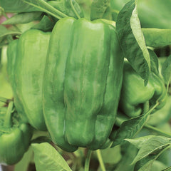 Pepper, Garden Leader Monster Bell Seeds, 200mg