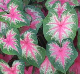 (2) Colorful Shade Loving Fancy Caladium Rosebud Bulbs for Growing Your Own Caladium Plants Bulb Size 4-7cm