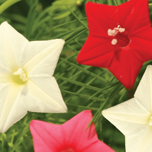 Cypress Vine Mixed Colors Seeds, 900mg