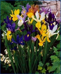 Dutch Iris Bulbs, Mixed-Perfect for Fall Planting!