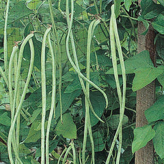 Asparagus, Beans Yard Long Seeds, 7.4g