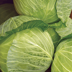 Cabbage, Copenhagen Market Early Seeds, 1.1g