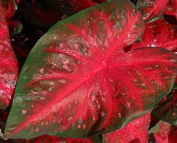 (3) Red Flash Caladium, Bulbs, Great for any Garden, Great as a Houseplant