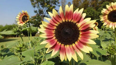 Sunflower Seeds for Planting - Grow Giant Sun Flowers in Your Garden  Non GMO Heirloom Seeds - Full Planting Instructions for Easy Grow - Great Gardening Gifts (1 Packet)