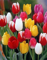 20 Landscape Mixture Tulip Bulbs - Tulipa Triumph