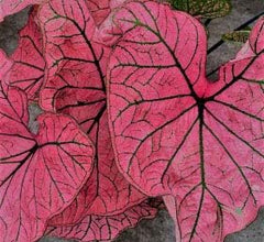 Spring Fling Spectacular Red Flowering Caladium Bulb,One Root Ready for Planting Now