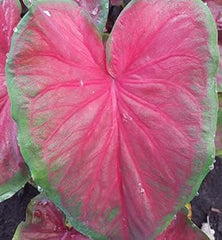 Fancy Caladium Bulbs for Planting (2 Bulbs) - Easy & Fast Growing Indoor or Outdoor Plants (Pink Cloud)