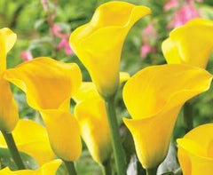 California Gold Calla Lily, Yellow Flowers, Blooming Sized Bulb,Size 14/16cm - Seedsplant