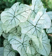 Fancy Caladium Bulbs for Planting (2 Bulbs) - Easy & Fast Growing Indoor or Outdoor Plants (Pink Cloud)