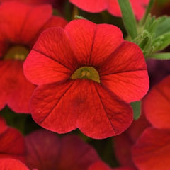 Red Calibrachoa Flower - Heirloom, Non - Gmo Seeds