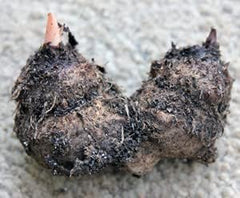 5 Caladium Mixed Colors Caladium Bulbs - Bare Root - Zone 9-11 Size 3cm+