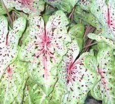 (3) Spectacular Miss Muffet Dwarf Caladium Bulbs, Root, Plant starts