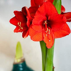 Amaryllis 'Double Record' Plant Bulb (1 Pack 24/26cm) - Large Red & White Double Flowering Blooms for Holiday Indoors & Outdoor Gardens