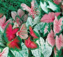 (5) Spectacular Exotic & Fancy Mix Caladium Bulbs, Root, Plant starts