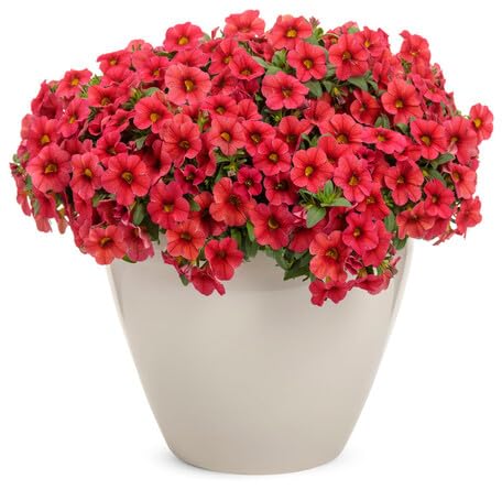 Red Calibrachoa Flower - Heirloom, Non - Gmo Seeds