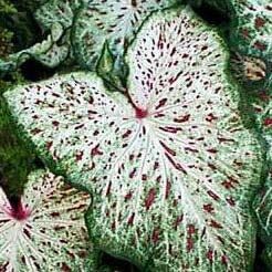 (5) Spectacular Gingerland Dwarf Caladium Bulbs, Root, Plant starts