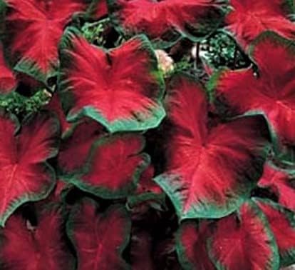 (1) Colorful Shade Loving Fancy Caladium Postman Joyner Bulb for Growing Your Own Caladium Plants