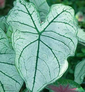 Fancy Caladium Bulbs for Planting (2 Bulbs) - Easy & Fast Growing Indoor or Outdoor Plants (Pink Cloud)